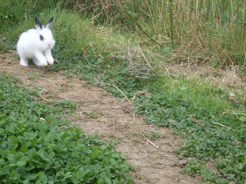 Choses à faire lorsque vous laissez votre lapin sur la pelouse