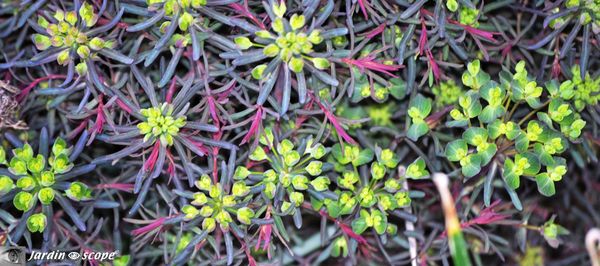 Euphorbia-cyparissias