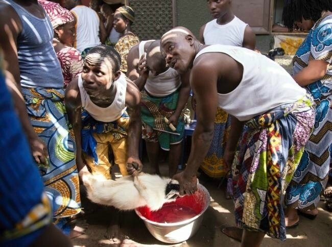 Image result for marabout benin