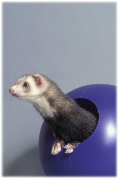 jouet furet (5)