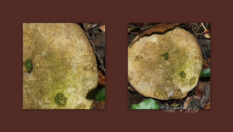 fossile d'oursin