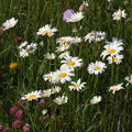 T) Fleurs et plantes sauvages