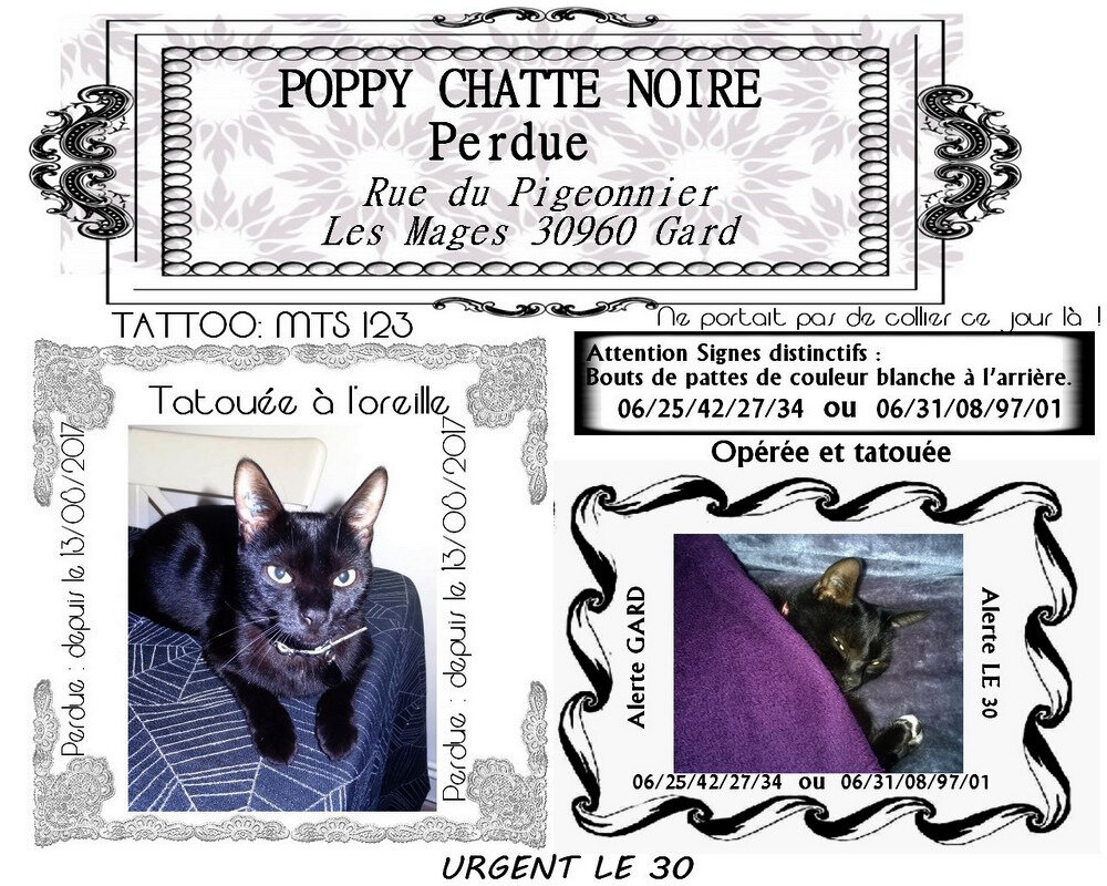 véritable chatte noire tube