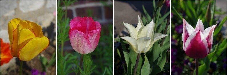 tulipes