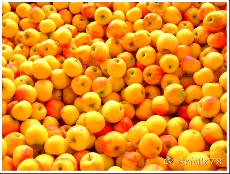 Pomme de reinette et pomme d'api, tapis, tapis rouge... - Passion Photos 78