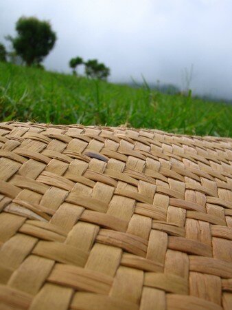 Pas de pub dans ma boîte aux lettres - Le nez dans l'herbe