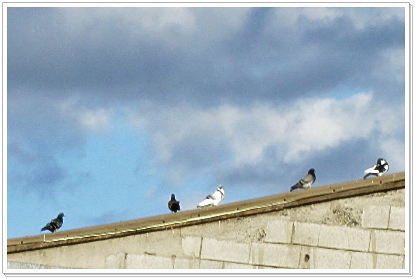 A la campagne de Pierrefonds StPierre (fin) La bière