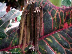 Chenilles de Coligo eurilochus
