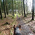 Balade à cheval dans la forêt P1080258