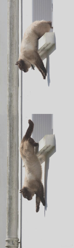 Chat saut fenêtre