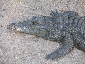 Crocodile_du_Nil_2