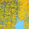 Reflets dans la vilaine à rennes le 31 octobre 2016 (6)