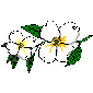 fleur blanche-2