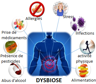 Dysbiose - le déséquilibre du microbiote intestinal