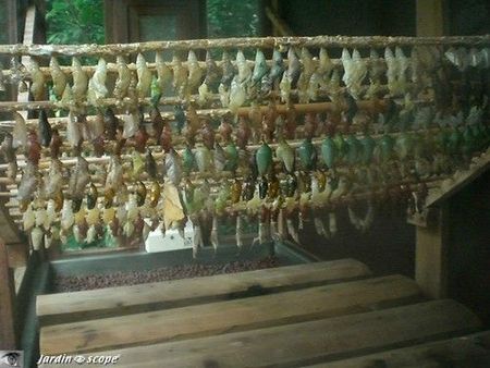 Eclosoir à papillons exotiques