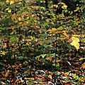 IMG_1055 - Copie