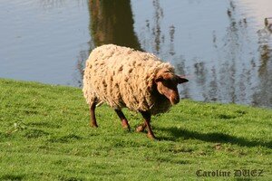 Mouton_Orl_ans_27_oct_2006_010_copie