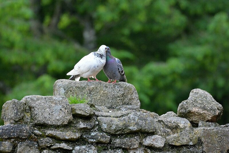 DSC_8488_Copie