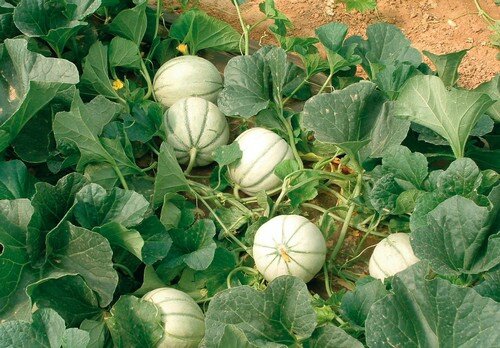 Melon d'eau, vert ou jaune, d'Espagne ou de Cavaillon : c'est quoi