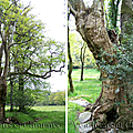 L’arbre creux dans les guerres de vendée