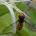 Les syrphes, des insectes auxiliaires précieux au jardin…