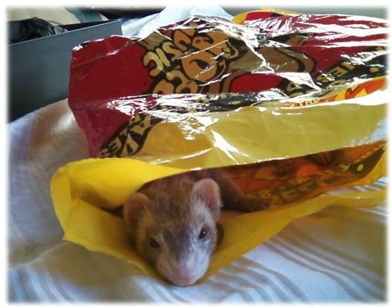alimentdangereuxfuret (2)