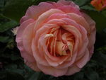 Elle__2_