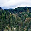 Snoqualmie falls forest