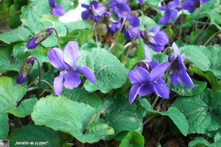 Violettes-du-jardin