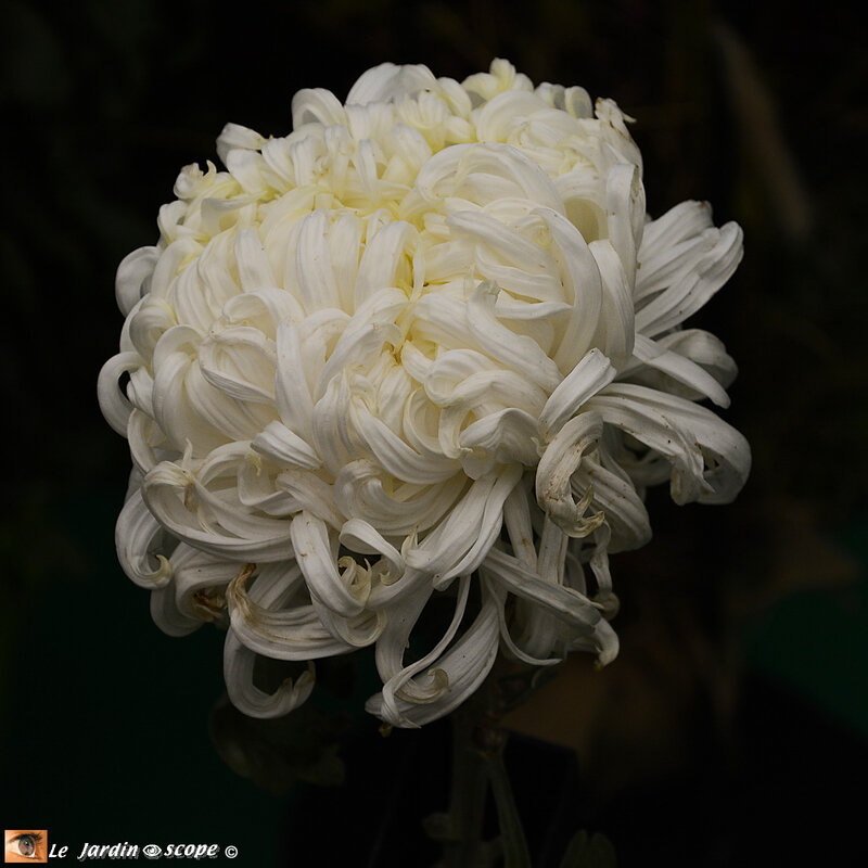 PAT_9059-Chrysanthème