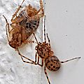 L'Araignée cracheuse • Scytodes thoracica • Famille des Scytodi