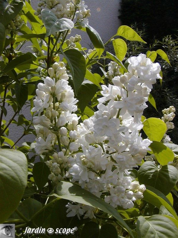 Dans la famille senteurs, je demande le lilas - Le JardinOscope, toute la  flore et la faune de nos parcs et jardins