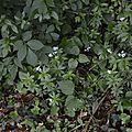 _DSC0115