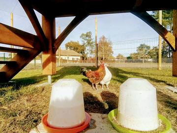 poules-2-ALSH_large