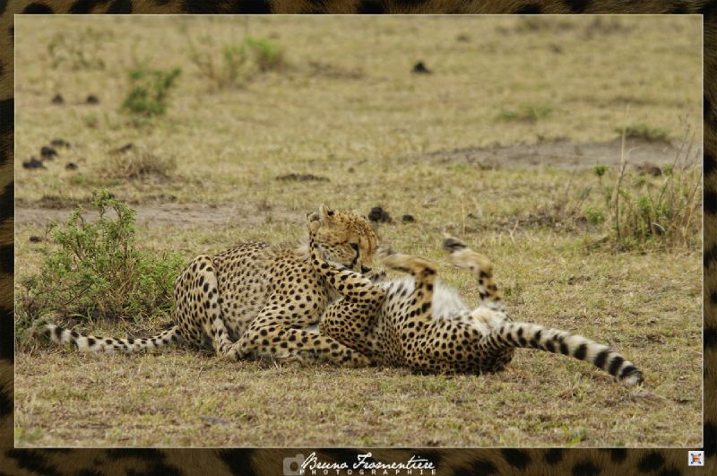 Guepard 9b