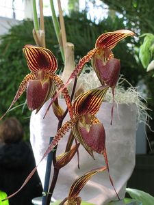 blog_orchid7