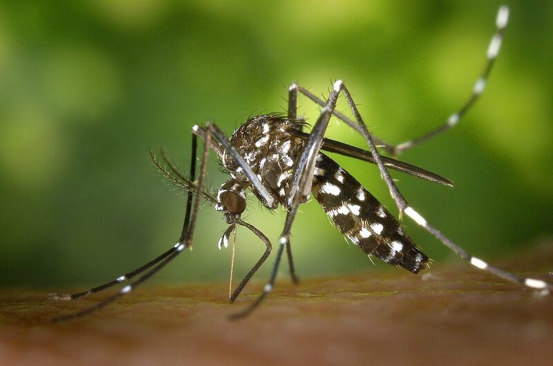 4adb30e316_41138_moustique-tigre-Aedes-albopictus_James Gathany-CDC-dp