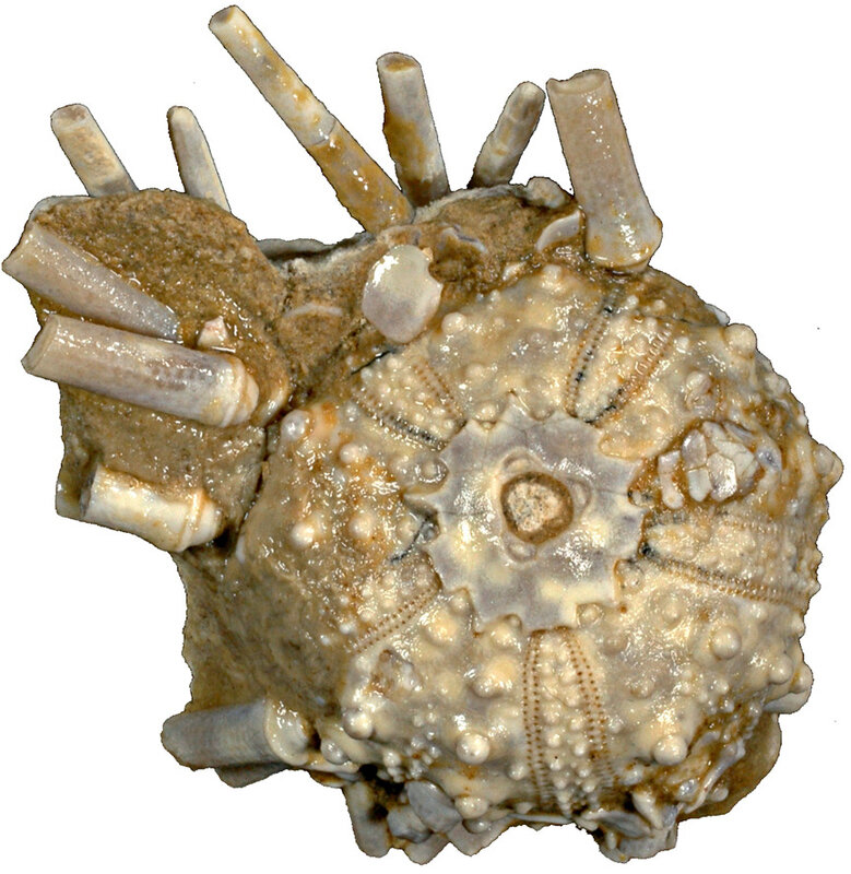 Tetragoniopygus supremus N11737-s