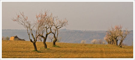 Aragon_Guara_paysage_arbres_labour_matin_150309