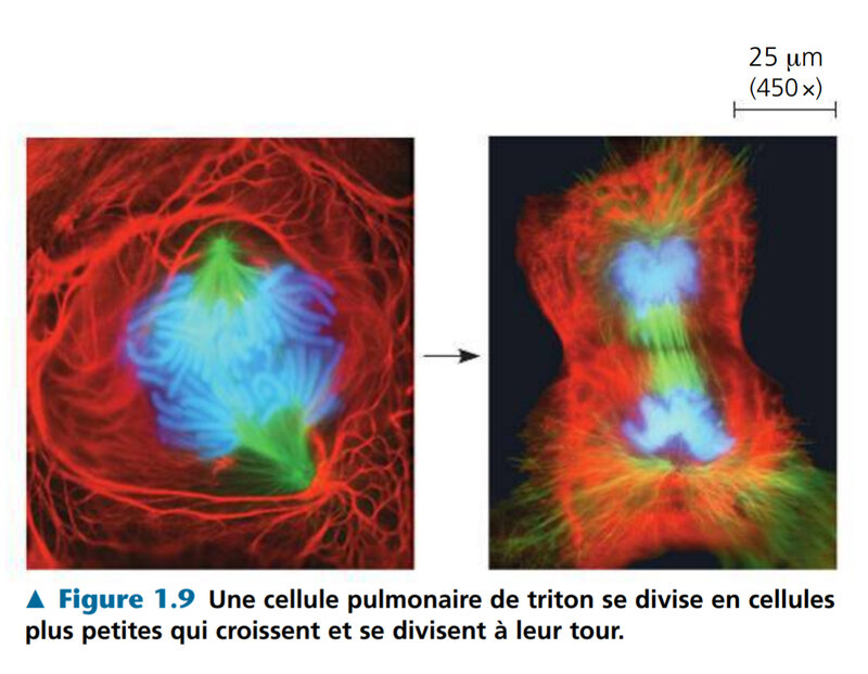 la division cellulaire et la croissances des organismes