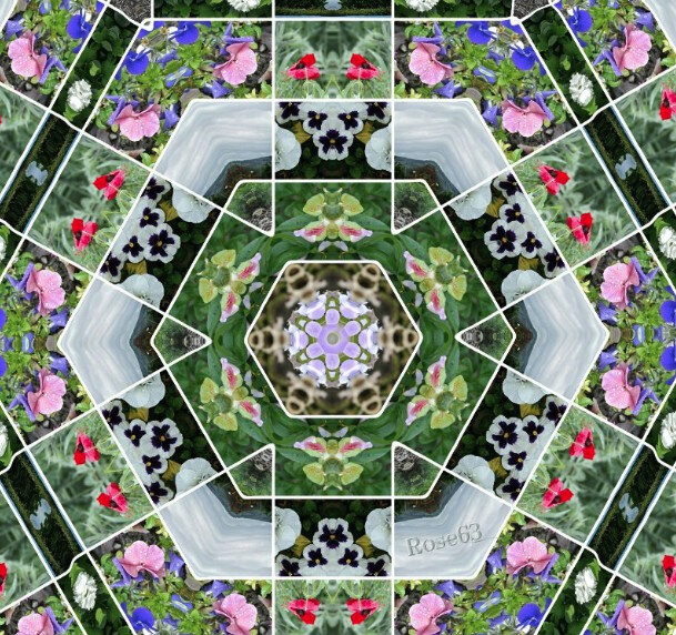 D'une autre manière fleurissons la vie Rose63