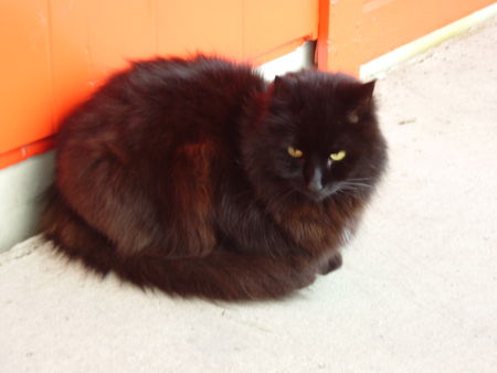 09_10_08_Prestvannet_gel___canards_et_chat___14_