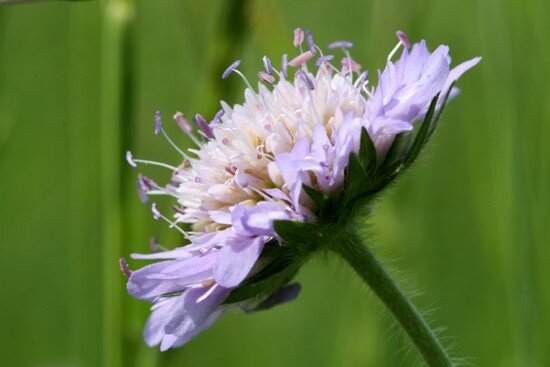soffrir