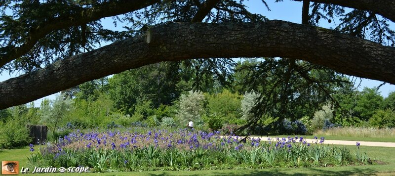 Parterre d'iris bleus sous les cèdres à Chaumont