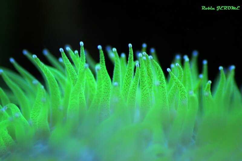fungia