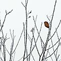 arbre-givre-15-07