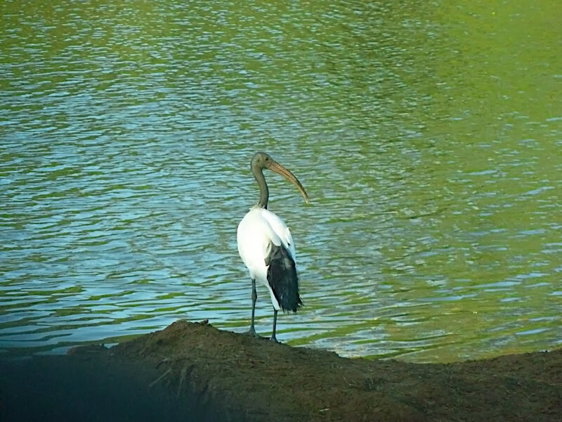 ibis-sacré