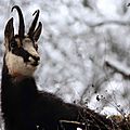 Chamois, Rupicapra rupicapra