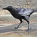 La corneille noire souvent confondue avec le corbeau