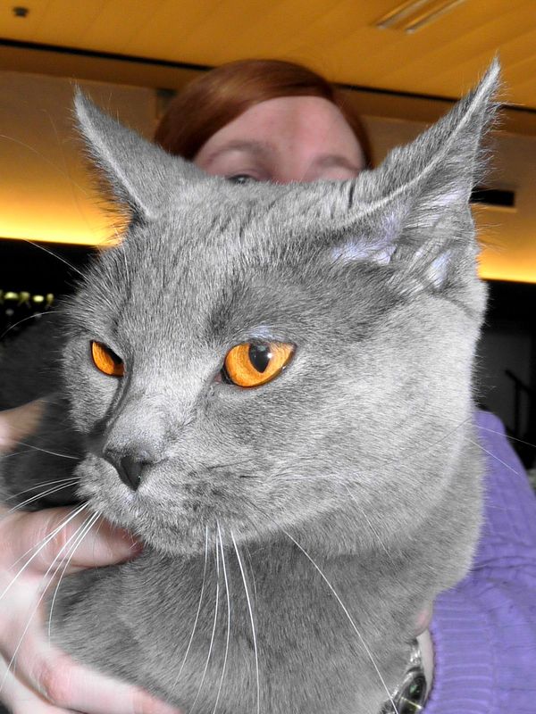 Plus Beau Chat Race Gallery Plus Beau Chat Race Gallery